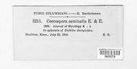 Porocercospora seminalis image